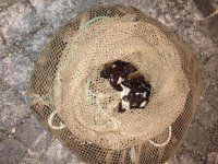 İzmir'de kaçak avlanan kişiye 24 bin 677 lira para cezası kesildi