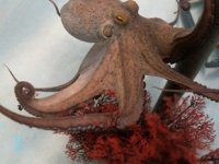 Dünyanın ilk ahtapot çiftliği etik tartışması yarattı