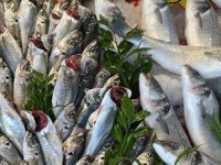 Balıkçı tezgahlarında bolluk yaşanıyor