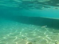 Avustralyalı bilim insanları, 45 bin savunmasız deniz türü belirledi