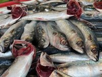 Balıkçı tezgahlarında kolyoz bereketi yaşanıyor
