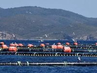 Sığacık Körfezi’ne iki yeni balık çiftliği daha geliyor