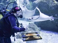 Akvaryum Adam, rekor için köpek balıklarının arasında çalıştı