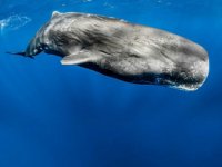 Akdeniz ve Ege'de 6 adet balina türü bulunuyor
