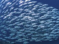 Balıklar, 155 milyon yıldır aralarında konuşuyor