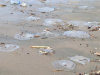 Hatay'da yüzlerce ölü denizanası kıyıya vurdu