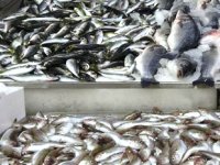 Türk balıkçılar, akaryakıt için endişesi yaşıyor