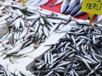 Soğuk hava ve fırtına, balık fiyatları artırdı