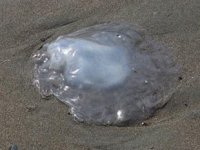 İskenderun’da zehirli denizanaları için acil eylem planı çağrısı yapıldı