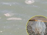 Manavgat'ta denizanası yoğunluğu yaşanıyor