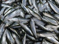 Tirsi, tezgahlarda en çok rağbet gören balık oldu