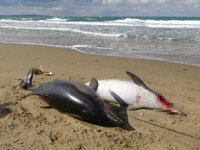 Sinop’ta ölü yunuslar, kıyıya vurdu