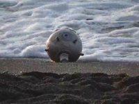 Türk denizcilere mayın uyarısı geldi