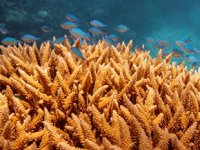 Büyük Set Resifi, kitlesel mercan ağartmasıyla karşı karşıya kaldı