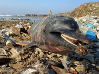 Eyüpsultan’da ölü yunus balıkları, kıyıya vurdu