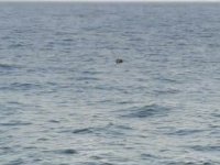 İğneada açıklarında mayın tespit edildi