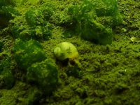 Marmara Denizi'nde müsilaja rastlanmadı