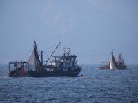 Denizanaları, Doğu Akdeniz'de balıkçılığı tehdit ediyor