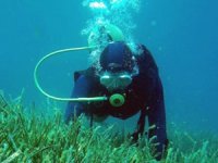 Akdeniz ve Ege’de deniz çayırları yok oluyor