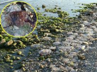 Çanakkale’de görülen zehirli denizanaları tedirginlik yarattı