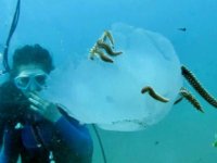 Denizanaları, çıyanların saldırısına uğradı