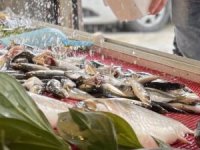 Av yasağı sonrası tezgahları olta balıkları süslüyor