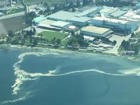 Karamürsel'de deniz yüzeyinde kirlilik oluştu