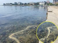 Kadıköy’de müsilajı andıran görüntü endişe yarattı