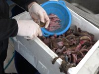 Denizin ısınmasıyla 'çarpan' balığı kendini gösterdi