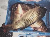 Isparta’da kaçak avlanan 15 kişiye 57 bin 555 TL para cezası kesildi