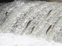 Siraz balığının akıntıya karşı göçü başladı