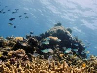 İklim değişikliği, deniz yaşamını da tehlikeye sokuyor