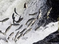 Van’da inci kefalini kaçak avlayanlara göz açtırılmıyor