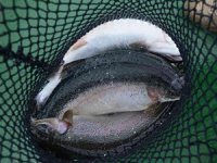 Ordu'da üretilen kültür balıkları, Rusya ve Japonya’ya ihraç ediliyor