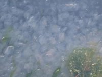 İzmit Körfezi’ni bu kez de denizanaları istila etti