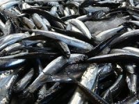 Doğu Karadeniz’den 716 bin dolarlık hamsi ihracatı gerçekleştirildi