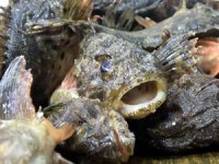 Karadeniz’in ‘çarpanı’ iskorpit tezgahta kendini gösterdi