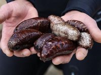 Deniz patlıcanı avlayan 3 kişiye 22 bin lira para cezası kesildi