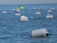 Yalova açıklarında kurulan 4 midye çiftliğinde ilk hasat haziranda yapılacak