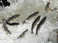 İnci kefalinin yolculuğu devam ediyor