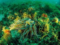 Marmara’da deniz ekosistemi yakından takip ediliyor