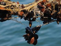 Yalova’daki midye çiftliklerinden yıllık 200 milyon TL gelir elde edilmesi hedefleniyor