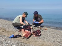 Karadeniz’deki yunus ölümleri araştırılıyor