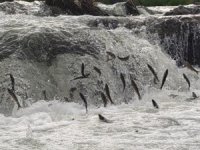 İnci kefalleri, zorlu yolculukta görsel şölen sunuyor