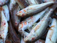 Küçük tekne balıkçılarının tekir mesaisi sürüyor