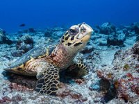 Şahin gagalı kaplumbağaların hareketleri haritalandırıldı