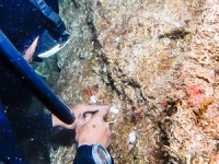 Marmara Denizi’ne mercan nakli yapıldı