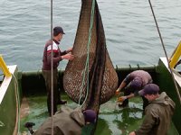 Marmara'daki balık stoku, küresel ısınmanın etkisiyle azaldı