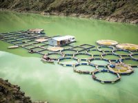 Kahramanmaraş’ta su ürünleri ihracatı artıyor