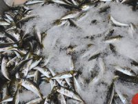 Tezgahları, amatör balıkçıların tuttuğu istavritler süslüyor